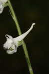 Carolina larkspur